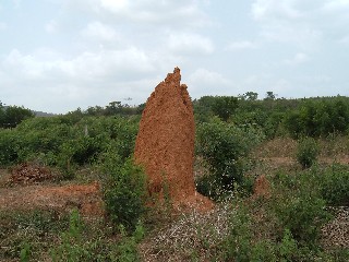 Termites